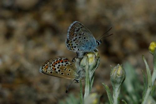 Réf. 198 035 : Plebejus argus